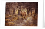 Wild Horse, New Forest by Assaf Frank